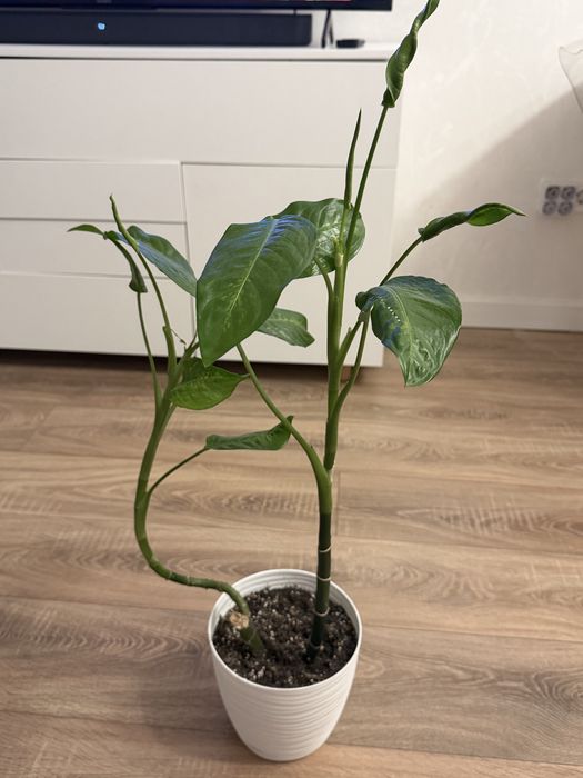 Продам комнатные растения не дорого!