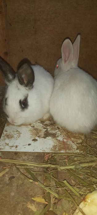 Quyon bolalari sotiladi