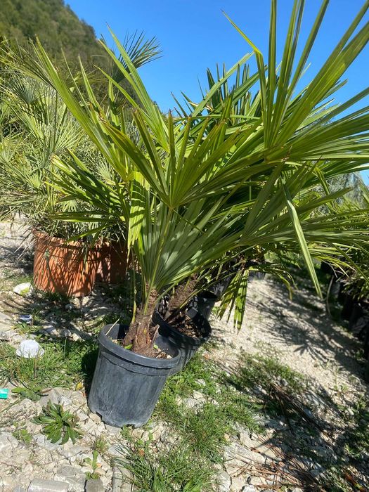 Plante ornamentale pentru grădini de vis
