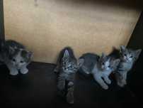 котики бесплатно в хорошие руки