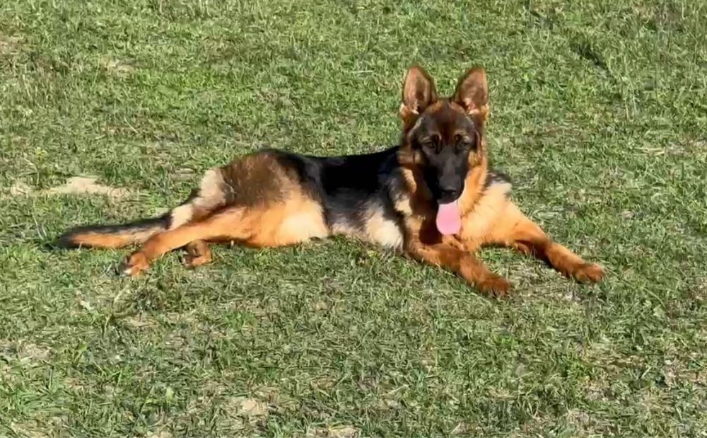 Femeluta Ciobanesc German DE ELITĂ