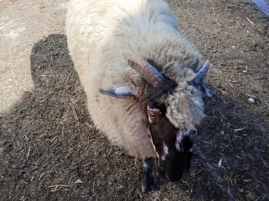 Vând berbecut țurcan