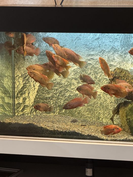 Аквариум оборудван с риби 160 литра