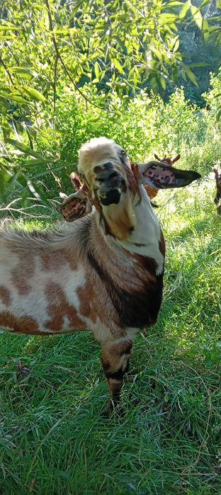 Tap anglo vind sau schimb cu capră  din aceasi rasa sau zanen 1500