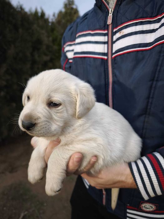 Donez caini, 2 cățelușe