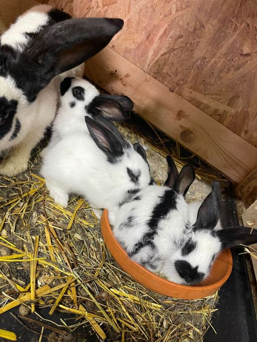 Fluturas German Urias