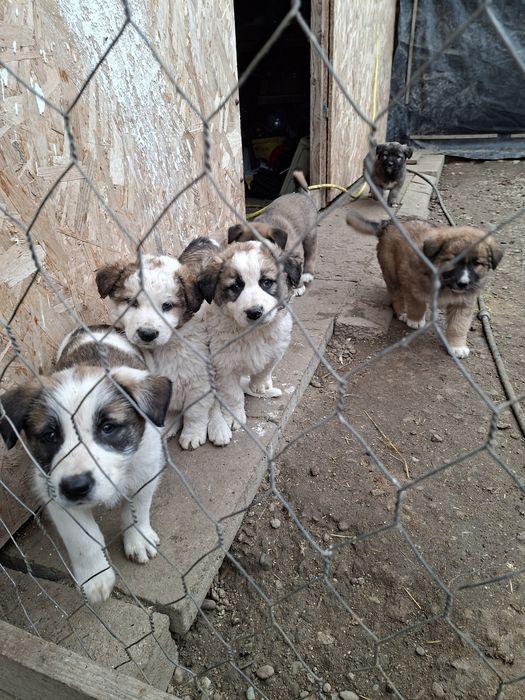 Donez Căței,  rasa ciobanesc