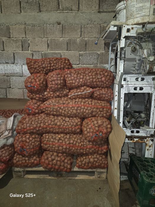 Vând cartofi pentru porci