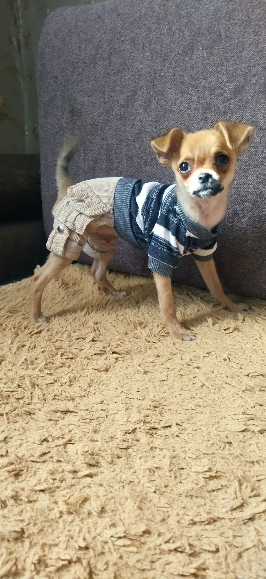Той терьер щенок