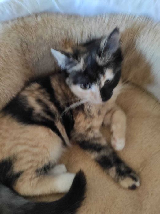 котёнок девочка 3 месяца