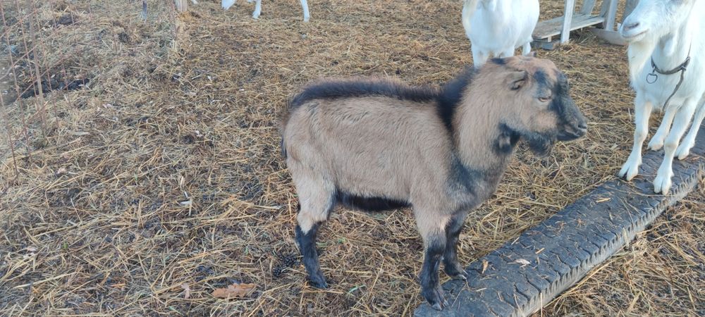 Tapisor alpin de 9 luni.