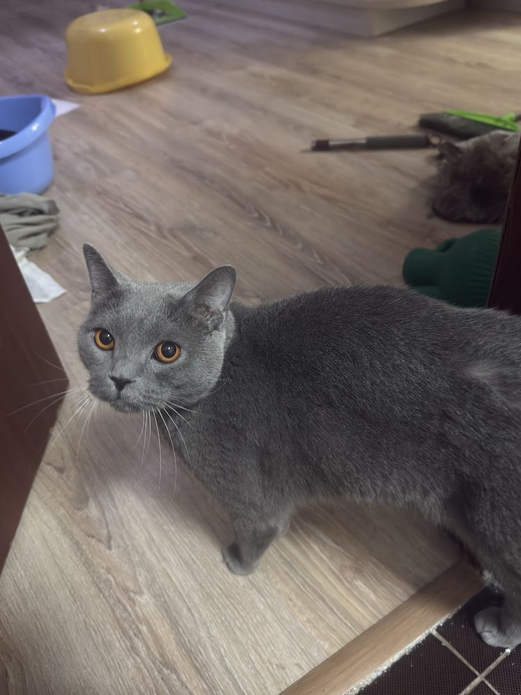 Кошечка ищет себе дом