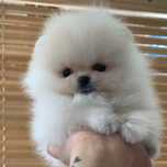 Pomeranian adorabili disponibili