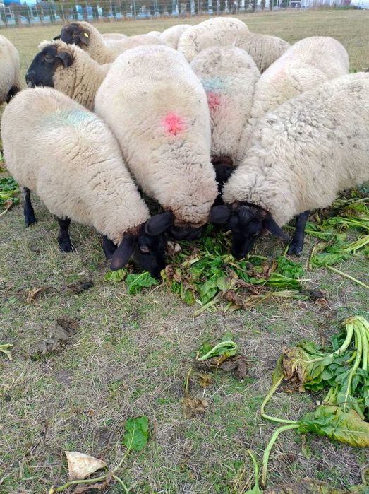Vand  patru oi si un berbec metis - sufolk sarbesc.