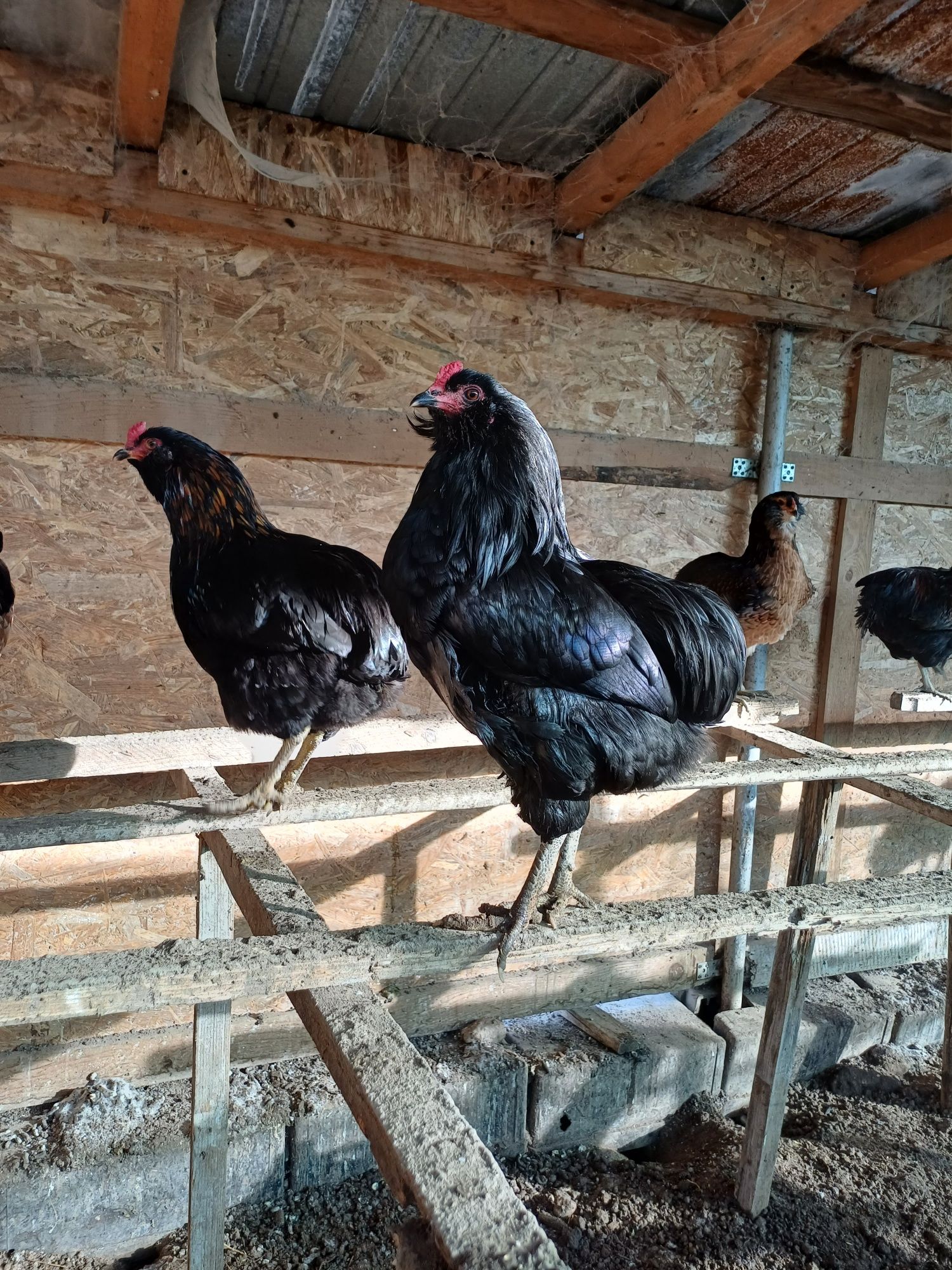 Cocoși si gaini araucana potarnichiu sălbatic  și negru