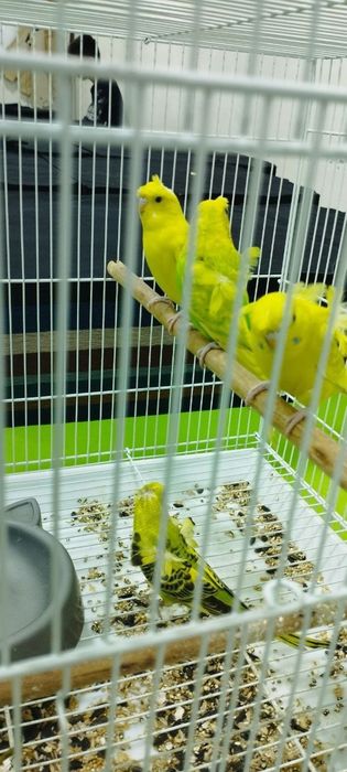 Валнисти молодой Бабочка