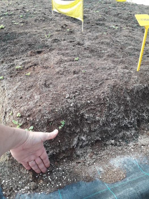 Diferite soiuri de puieți de căpșuni și zmeurā din toată Europa