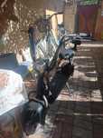Scuter Electric Mini Harley