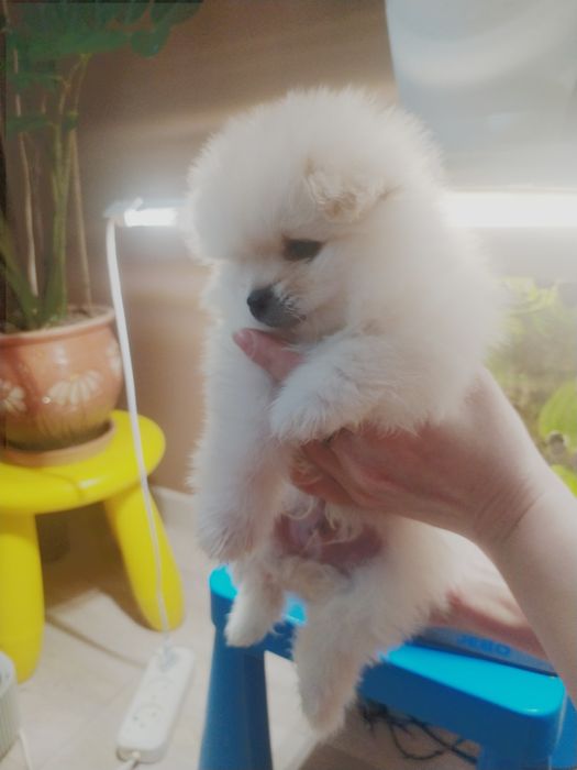 Продам щенков породы померанский шпиц