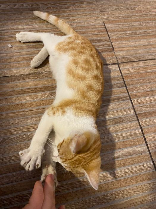 Dau spre adopție 4 pisicuțe adorabile!
