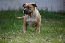 American Bully femela