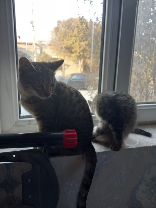 Кошки бесплатно пшиклани мута бараман