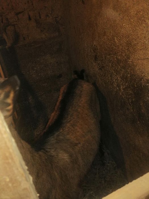 Vând capre alpine franceze