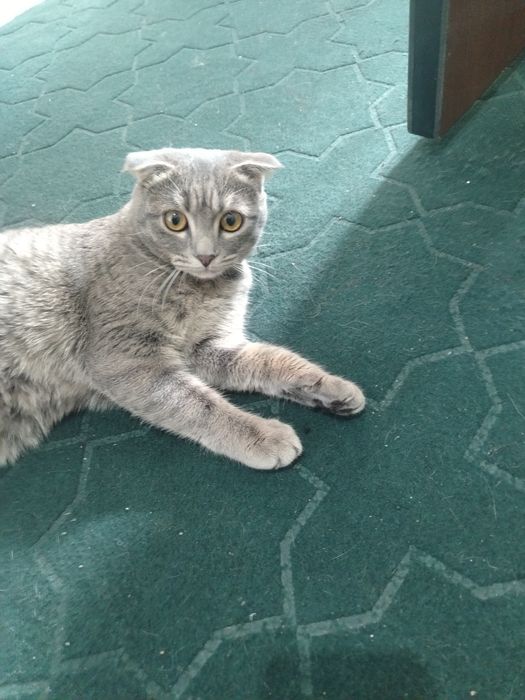 Scottish fold Mushuk sotiladi