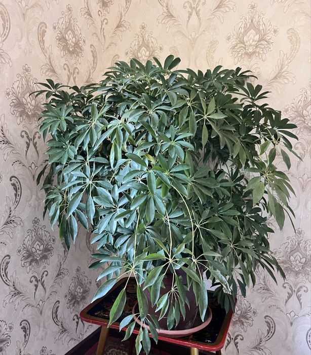 Шикарные шефлеры, крупные, недорого