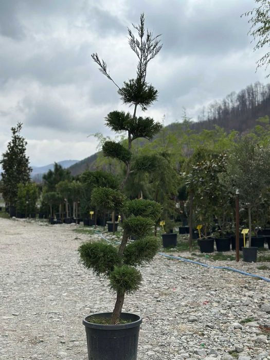 Plante Rezistente, Adaptate Climei din România