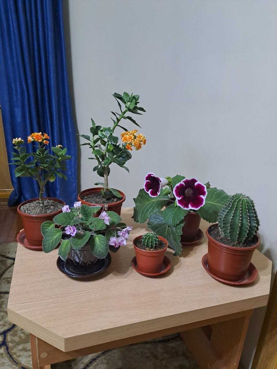 Домашний цветок Каланхоэ, и другие комнатные цветы