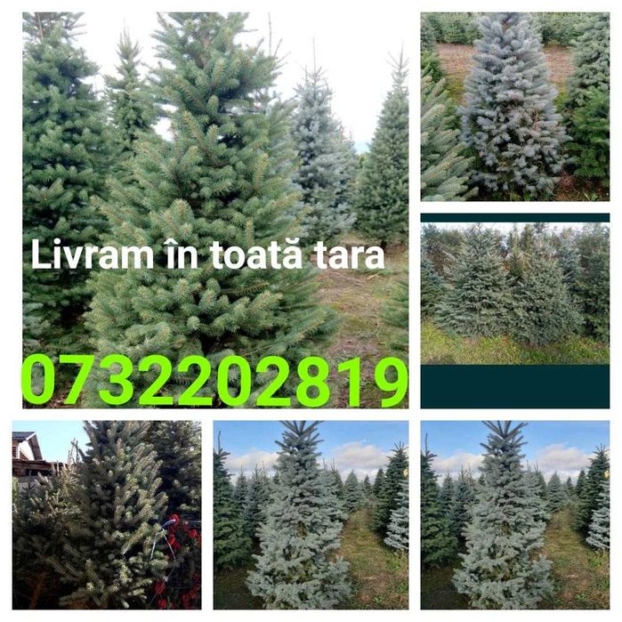 Brazi argintii și verzi cu balot de pământ