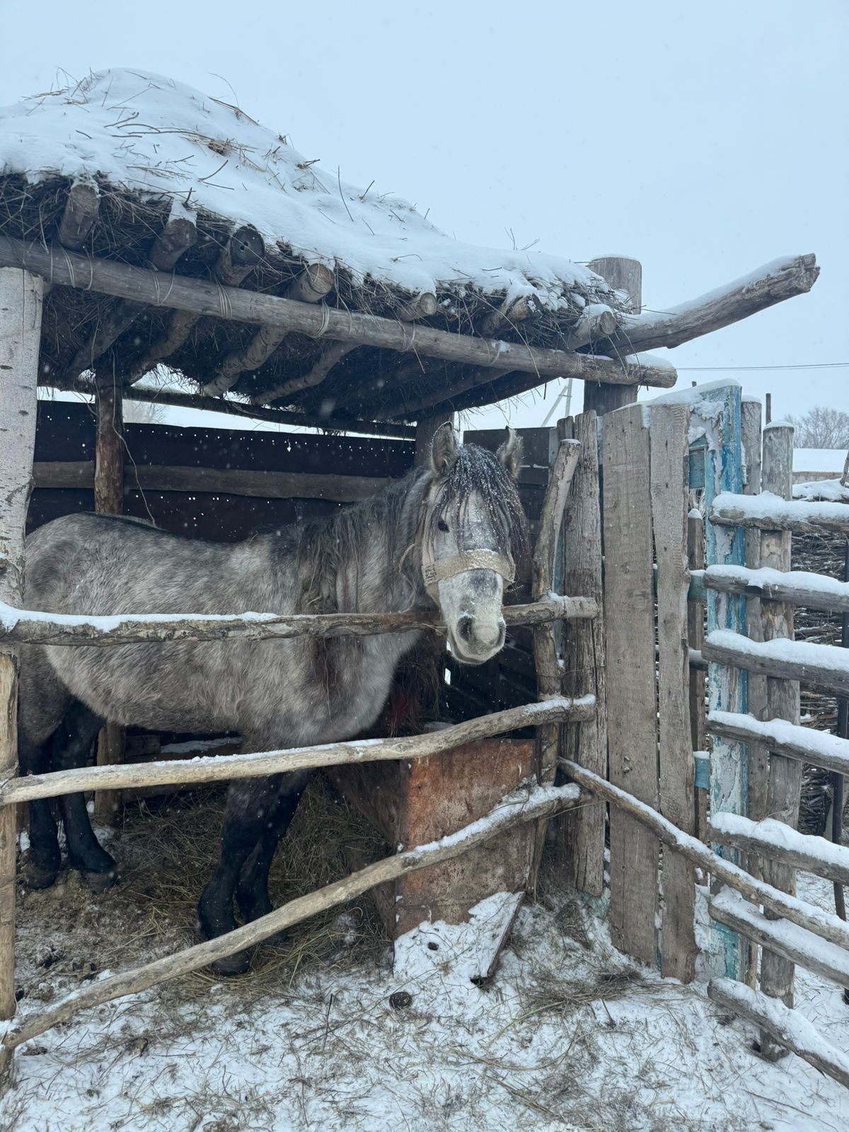 Айғыр 5жасар ,мінілген.