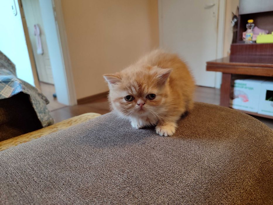 Женски екзотични персийски котки на 4 години,2 години и на 3 месеца.