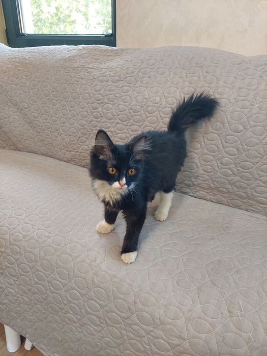 Котенок мальчик 3 месяца