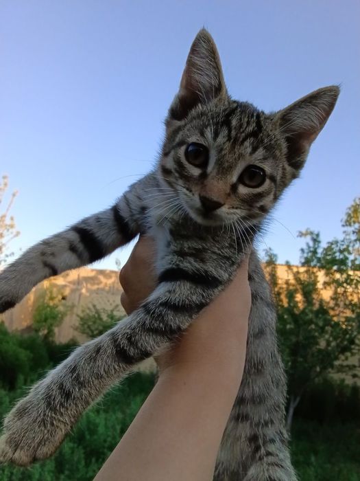 Кошки  и котята в хорошие руки