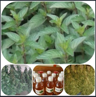 Menta calitate I