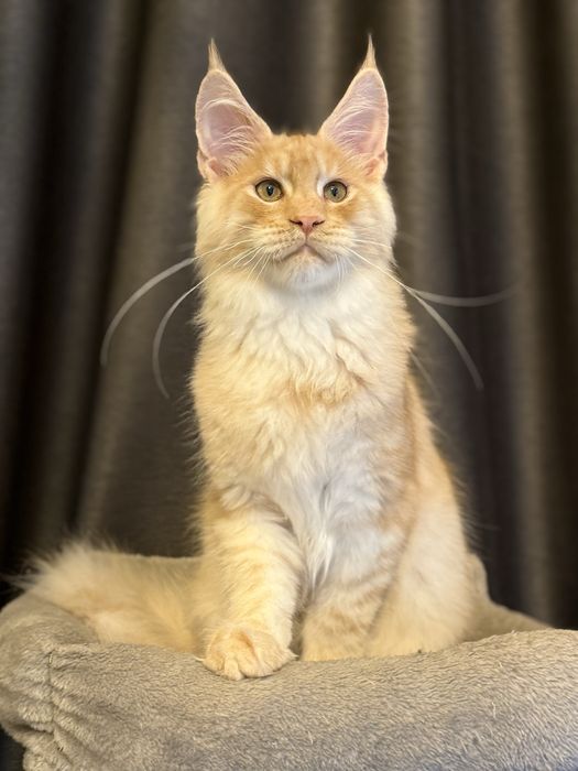 Pui Maine Coon mascul