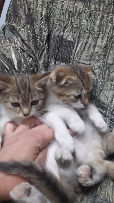 Животные. Кошки и котята