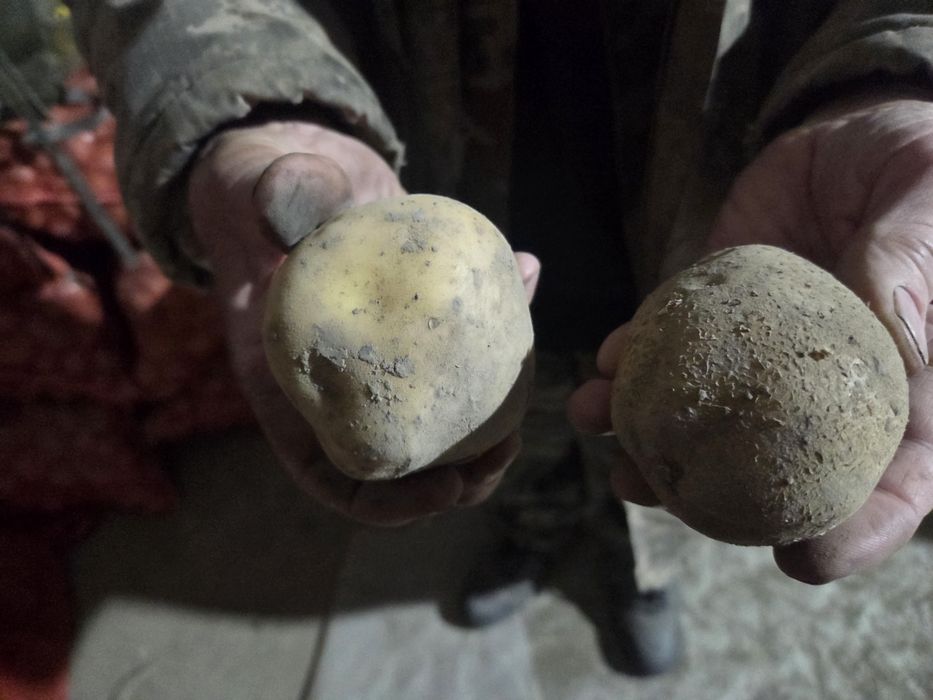 Продается картофель