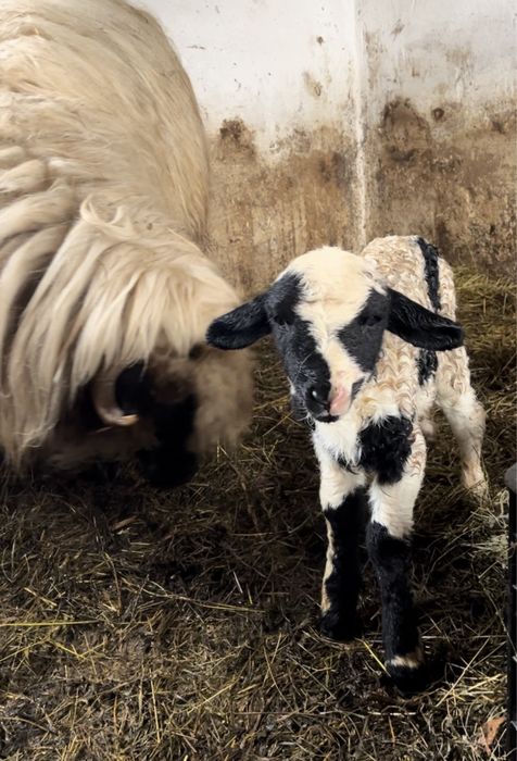 Berbecuț brez de vanzare