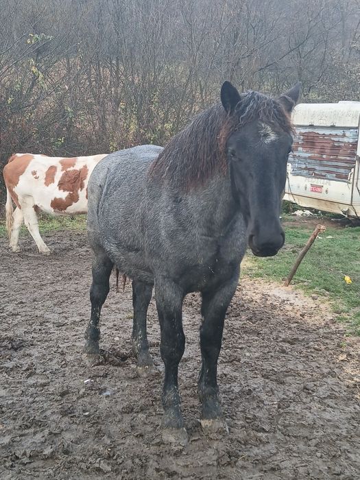 Vând mânză de 1 an și 5 luni