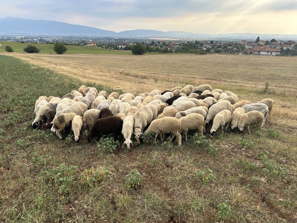 Продавам овце и агнета