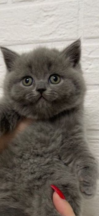 British Shorthair