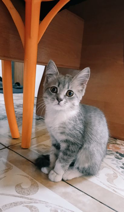 Отдам котёнка (девочка)