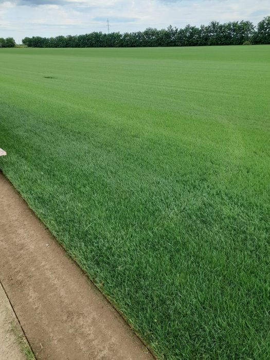 Piatra naturala de munte și Gazon rulou natural