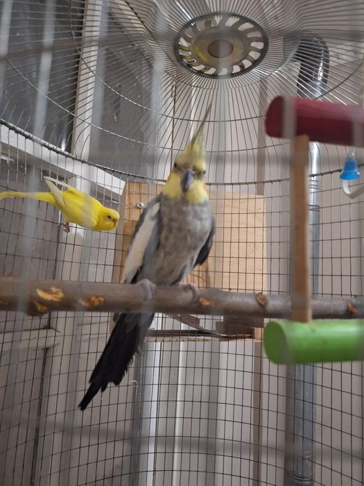 Папугай карела продаётся