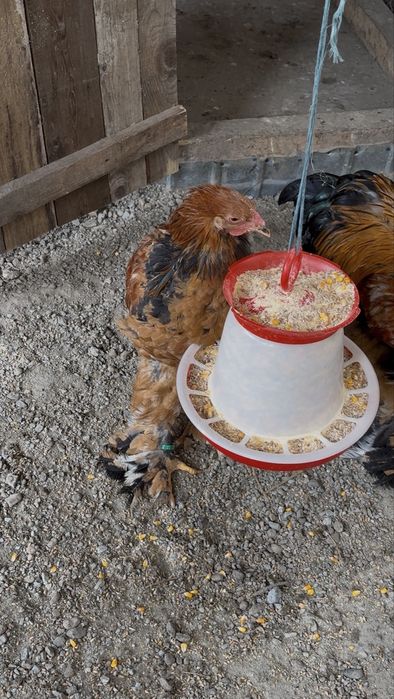 Vand cocos de Brahma sau schimb cu mii de flori