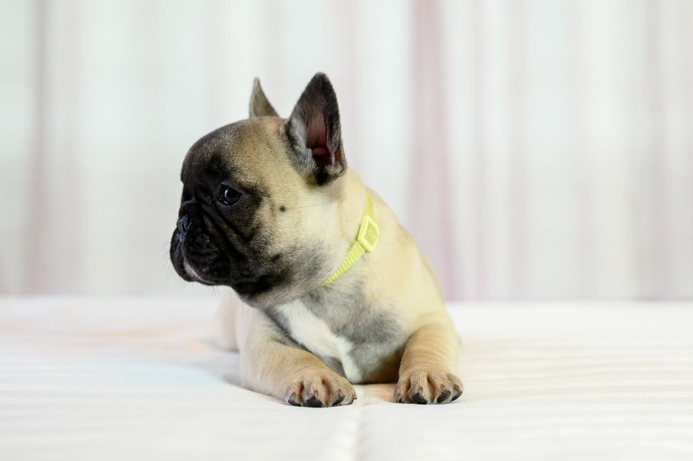 Baiat bulldog francez