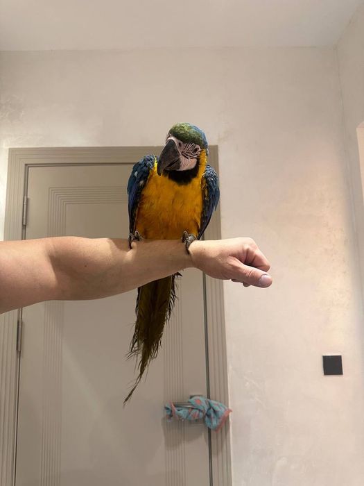 Продается Попугай Ара